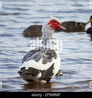 Canards de barbarie Banque D'Images