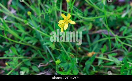 Le nom buttercup peut dériver d'une fausse croyance que les plantes donnent au beurre sa teinte jaune caractéristique (en fait, il est toxique pour les vaches et autres Banque D'Images