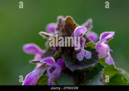 Lamium purpueum fleur rose sauvage fleur violet ortie-mort fleurs en fleur Banque D'Images