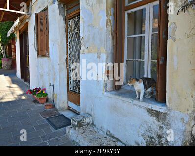 Chat grec sur le seuil de la fenêtre d'une ancienne maison traditionnelle à Chania, île de Crète Grèce. Banque D'Images