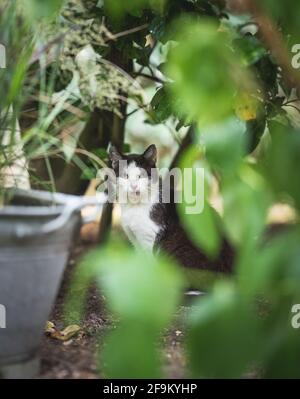 chat domestique de shorthair noir et blanc timide assis dans le bagues regardant la caméra Banque D'Images
