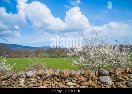 Paysage de printemps. Pinilla de Buitrago, province de Madrid, Espagne. Banque D'Images