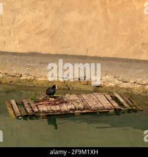 Coot eurasien (Fulica atra) en nid sur l'eau Banque D'Images