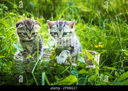 Deux petits chaton gris sur un panier dans un parc sur de l'herbe verte. Portrait. Carte postale. Été. Race de chat écossais. Banque D'Images