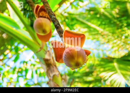 Musa jeune fleur de banane poussant dans les tropiques. Bananes sur l'arbre. Famille des Musaceae Banque D'Images