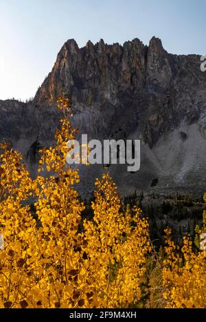 Quaking Aspens, Populus tremuloides, sur les flancs des montagnes de Beartooth, Rock Creek Valley, Beartooth Highway, Montana, États-Unis Banque D'Images