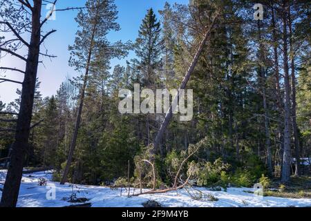 Vent de tempête arbre brisé d'épinette, se plie à d'autres arbres de forêt. Scandinavie du Nord, jour d'hiver Banque D'Images