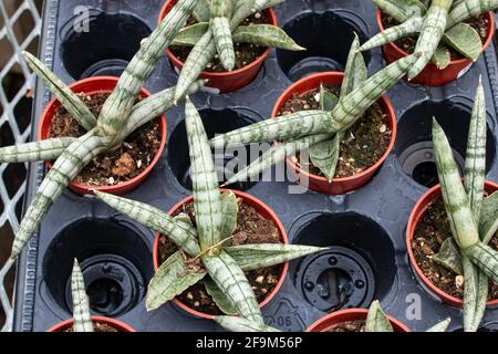 Un plateau noir rempli de haworthia rayées vertes suculents dans des planteurs orange une serre à London, Ontario, Canada, mars 2021. Banque D'Images