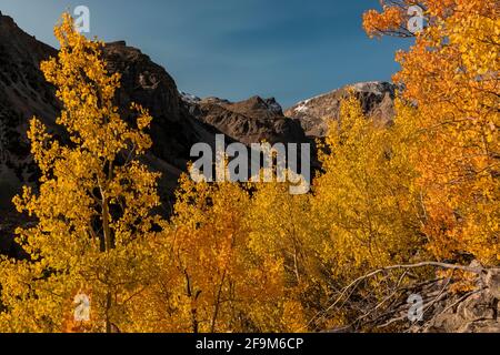 Quaking Aspens, Populus tremuloides, sur les flancs des montagnes de Beartooth, Rock Creek Valley, Beartooth Highway, Montana, États-Unis Banque D'Images