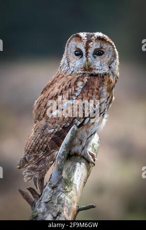 Un portrait en gros plan d'un hibou tawny, Strix aluco, orienté vers l'avant et perché sur une vieille branche Banque D'Images