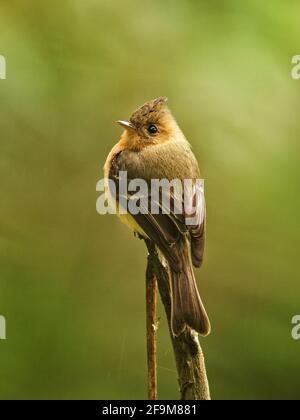 Moucherolle touffeté du Nord - Mitrephanes phaeocercus petit oiseau de passerine dans la famille des moucherolans tyran, se reproduit dans les hautes terres du Mexique à l'Equateur, Oli Banque D'Images