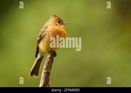 Moucherolle touffeté du Nord - Mitrephanes phaeocercus petit oiseau de passerine dans la famille des moucherolans tyran, se reproduit dans les hautes terres du Mexique à l'Equateur, Oli Banque D'Images