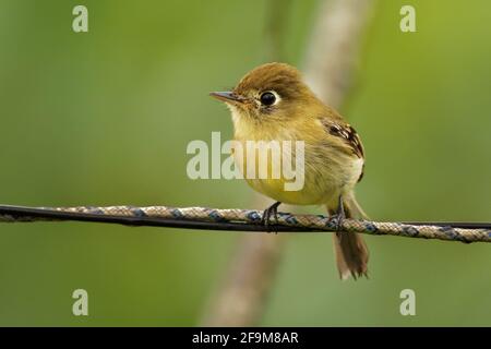 Moucherolle jaunâtre - Empidonax flavescens - espèce de passereau de la famille tyran. Il se reproduit dans les hautes terres du sud-est de Mexico afin Banque D'Images