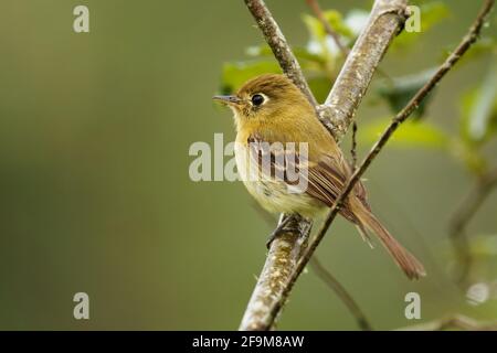 Moucherolle jaunâtre - Empidonax flavescens - espèce de passereau de la famille tyran. Il se reproduit dans les hautes terres du sud-est de Mexico afin Banque D'Images