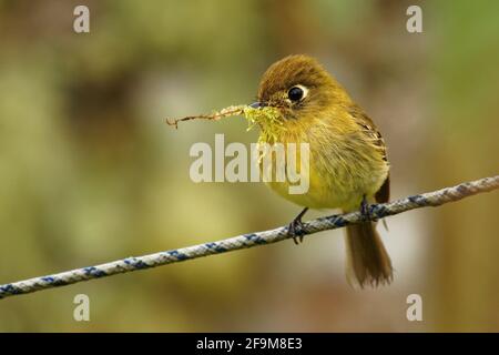 Moucherolle jaunâtre - Empidonax flavescens - espèce de passereau de la famille tyran. Il se reproduit dans les hautes terres du sud-est de Mexico afin Banque D'Images