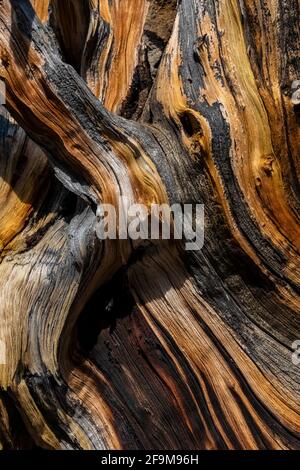 PIN tordu, Pinus contorta, souche abîmé dans la vallée de Rock Creek dans les montagnes de Beartooth, Beartooth Highway, Montana, États-Unis Banque D'Images