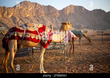 Ferme de chameaux dromadaires (Camelus dromedarius) dans les montagnes rocheuses de Hajar à Sharjah, Émirats arabes Unis, chameaux couverts de couvertures pour la nuit. Banque D'Images