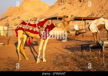 Chameau dromadaire (Camelus dromedarius) recouvert d'une couverture rouge sur une ferme à Sharjah, Émirats arabes Unis, avec des montagnes rocheuses en arrière-plan. Banque D'Images