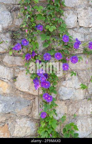 Morning Glory - Ipomoea - mur de pierre en chute - Espagne Banque D'Images