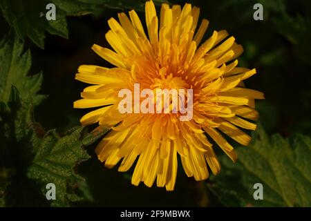 Un gros plan d'une fleur de pissenlit jaune Banque D'Images