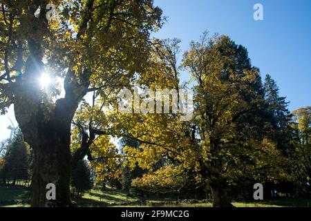 Altehrwürdige Bergahorn-Bäume im Herbstkleid auf dem Mont Soleil im Berner Jura Banque D'Images