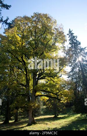 Altehrwürdige Bergahorn-Bäume im Herbstkleid auf dem Mont Soleil im Berner Jura Banque D'Images