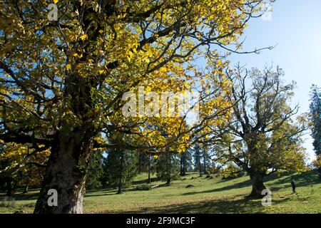 Altehrwürdige Bergahorn-Bäume im Herbstkleid auf dem Mont Soleil im Berner Jura Banque D'Images