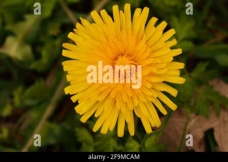 Un gros plan d'une fleur de pissenlit jaune Banque D'Images