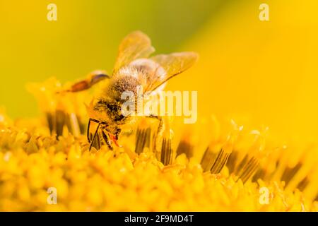 Abeille recueillant jaune soleil fleur nectar avec langue. L'animal est assis dans le tournesol ensoleillé d'été. Important pour l'environnement ec Banque D'Images