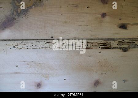 Dégâts de la poudre de poteau sur les vieux planchers de pin à large-Plank Banque D'Images
