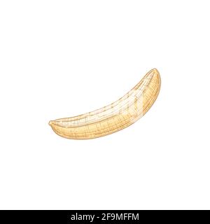 Composition avec fruits de banane mûrs jaunes pelés isolés sur fond blanc. Dessin à la main réaliste détaillé vecteur de couleur illustration de sain Illustration de Vecteur