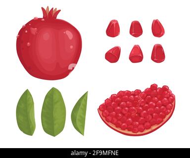 Style grenade dessiné à la main et réaliste sur fond blanc, fruits rouges isolés entiers, moitié, avec feuilles. Illustration de style de dessin animé coloré. Illustration de Vecteur