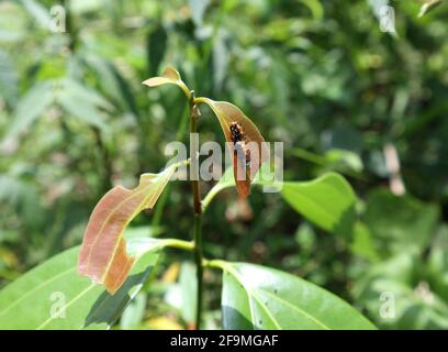 Gros plan de quelques jeunes feuilles sur une plante à la cannelle avec une petite chenille multicolore sur un de la feuille Banque D'Images