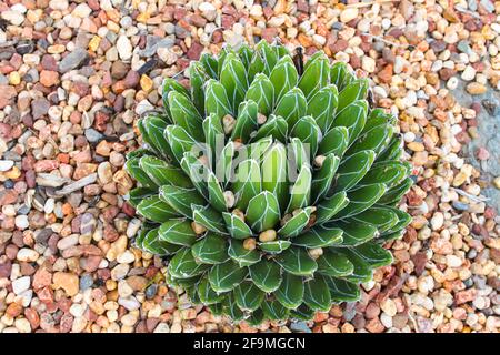 Un cactus-succulentes qui ressemble à un chou - Vue du haut dans un lit de graviers graviers avec certains pris dans ses feuilles Banque D'Images