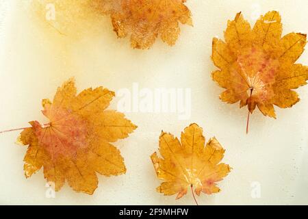 WA19479-00...WASHINGTON - feuilles d'érable enfermées dans la glace. Banque D'Images