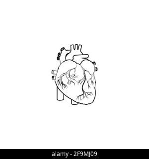 Vecteur d'icône de la ligne cardiaque humaine minimaliste moderne. Simple coeur Contour signe pour l'anatomie humaine, médical ou concept de santé. Symbole anatomique du cœur iso Illustration de Vecteur