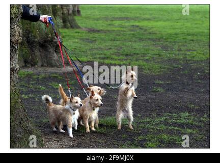 Photocall pour le lancement national du plus grand salon canin sur Terre - CRUFTS se tiendra au NEC Birmingham du 4 au 7 mars. Portugese Podengo propriétaire Mme Betty Judge de Swindon.pic David Sandison 24/2/2004 Banque D'Images