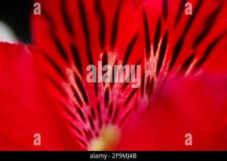 Fond de fleurs rouges de pétales de fleurs Alstroemeria avec des taches noires Banque D'Images