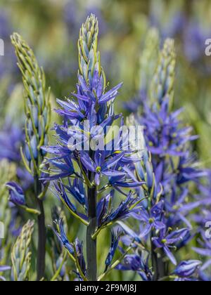 Gros plan de Camassia leichtlinii bleu au printemps Banque D'Images