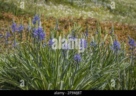 Groupe de fleurs bleu de Camassia leichtlinii au printemps Banque D'Images