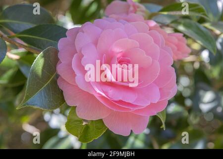 Fleur double en forme de camélia rose tendre au printemps Banque D'Images