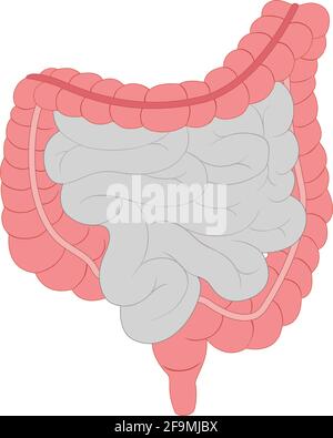 Vecteur moderne minimaliste de l'icône du foie humain. Simple signe du foie pour l'anatomie humaine, le concept médical ou de santé. Symbole d'organe de foie isolé sur blanc Illustration de Vecteur