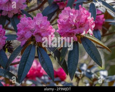 Le Rhododendron rose-violet fleurit au printemps Banque D'Images