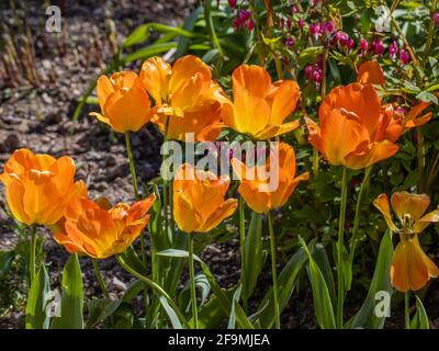 Groupe de tulipe orange vif Daydream dans la frontière ensoleillée de printemps Banque D'Images