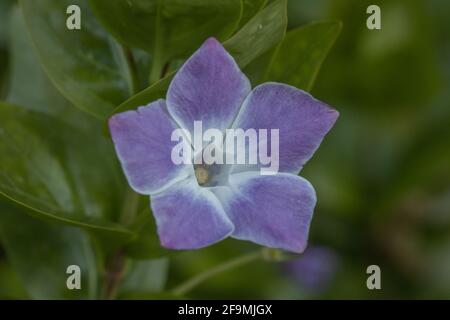 Gros plan sur une fleur de Vinca Jenny Pym Banque D'Images
