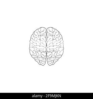 Illustration du vecteur d'icône de la ligne de cerveau humain moderne. Cerveau simple de l'icône de contour humain. Vue de dessus symbole cerveau isolé sur fond blanc. Illustration de Vecteur