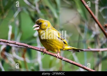 oiseau verdfinch assis sur une branche Banque D'Images