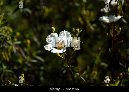 Fleur de rosier au printemps en Estrémadure (Cistus ladanifer) Banque D'Images