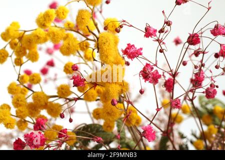 Branche de Mimosa et fleurs roses séchées sur fond blanc. Gros plan Banque D'Images