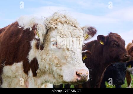 Grande vache blanche et marron jolies couleurs en Irlande Banque D'Images